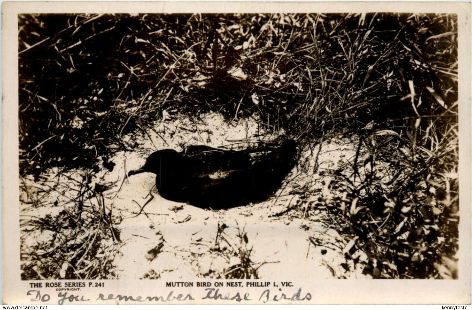 Victoria - Mutton Bird - Phillip