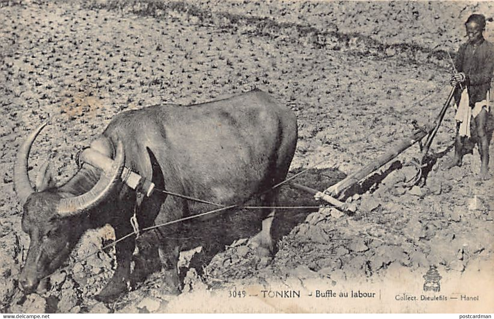 Viet Nam - TONKIN - Buffles au labour - Ed. P. Dieulefils 3049