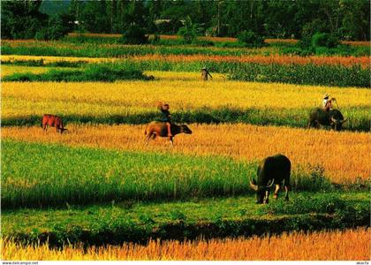 CPM VIETNAM La campagne au Vietnam (716572)