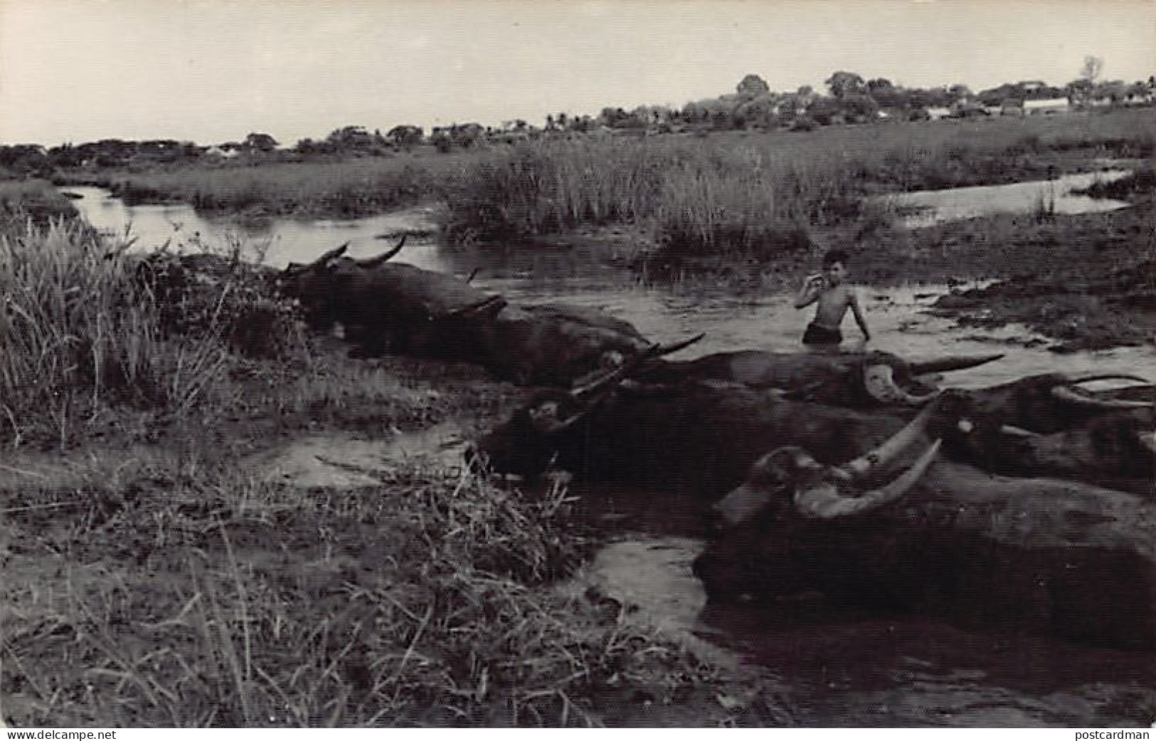 Vietnam - Les buffles - CARTE PHOTO