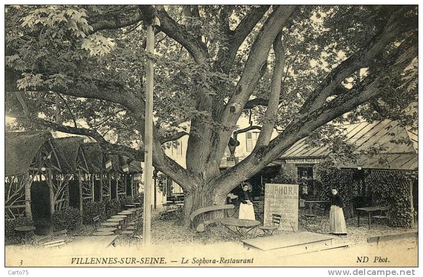 Villennes sur Seine 78 - Restaurant Sophora - Arbre Insolite