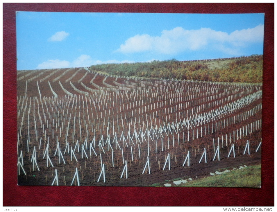 Vineyard Drawing - 1975 - Moldova USSR - unused