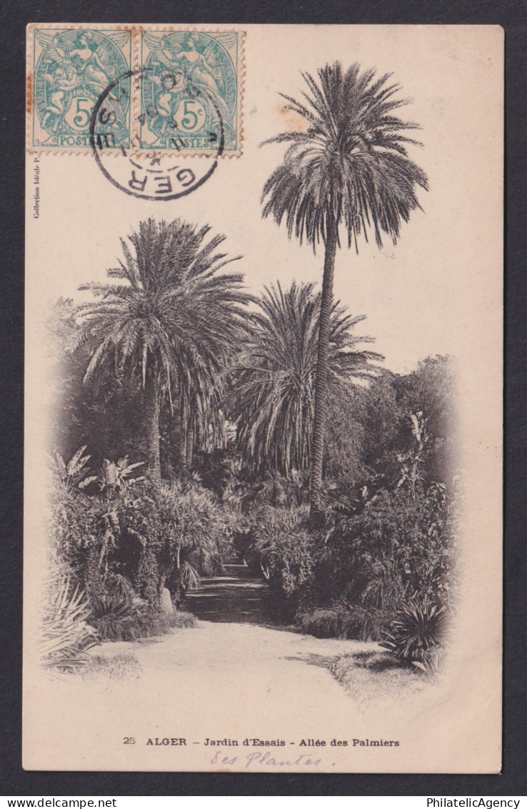 Vintage postcard Algiers Algeria Botanical Garden Palm Tree Alley 1904