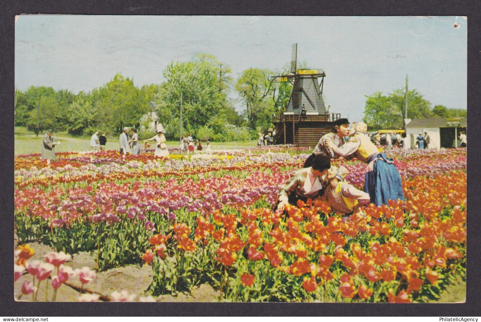 Vintage postcard USA Holland MI Michigan Nelis Tulip Farms Windmill Costumes