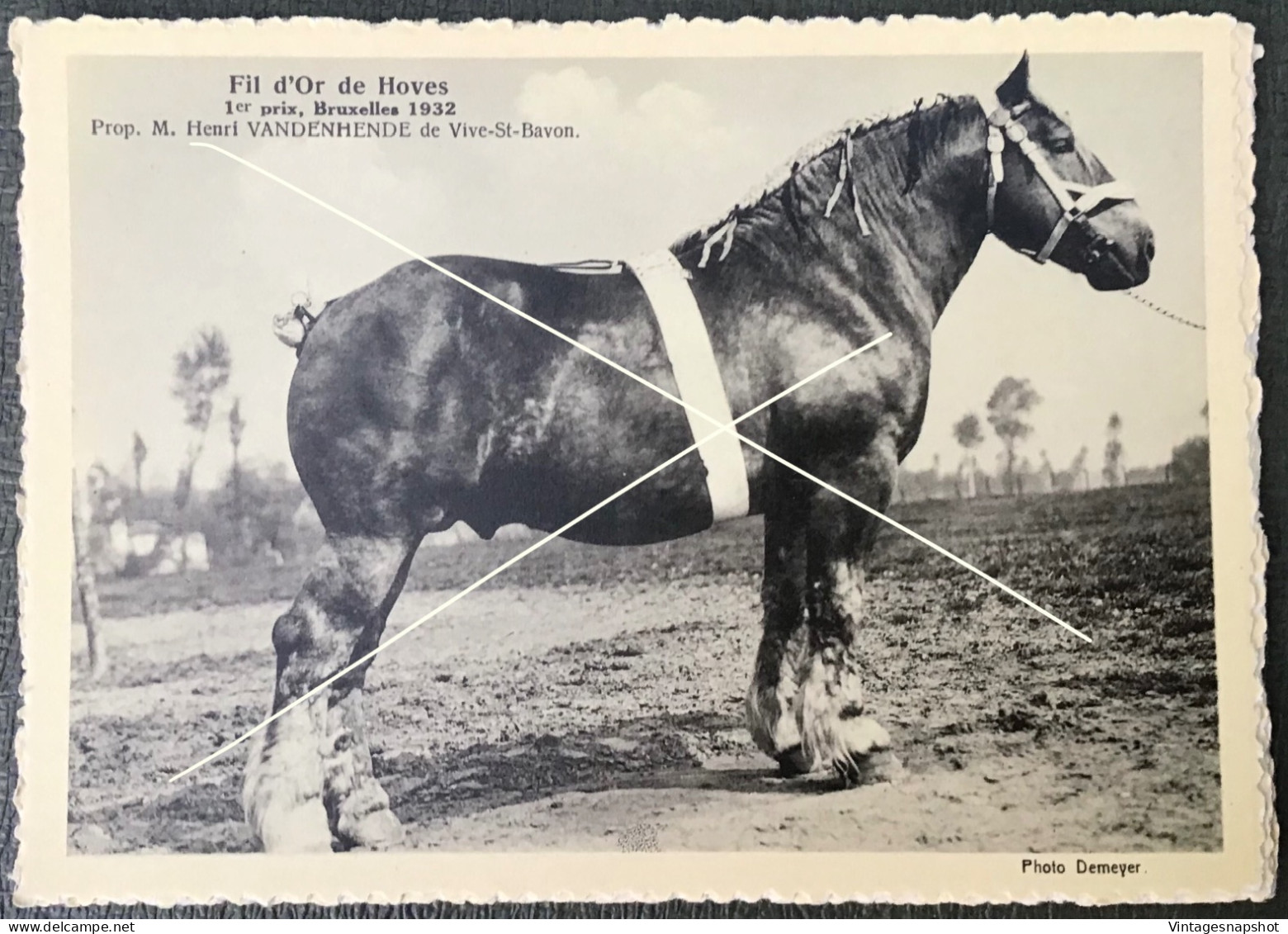Vive-St-Bavon Cheval Fil d'Or de Hoves 1er prix, Bruxelles 1932 Prop H VANDENHENDE CP édit. Le Sillon Belge La Hulpe