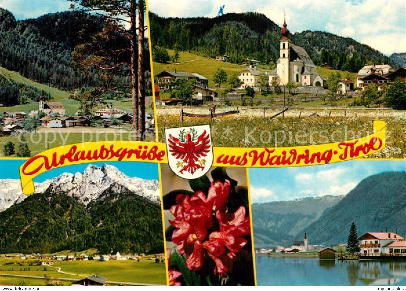 Waidring Tirol Pillsersee Alpenrosen