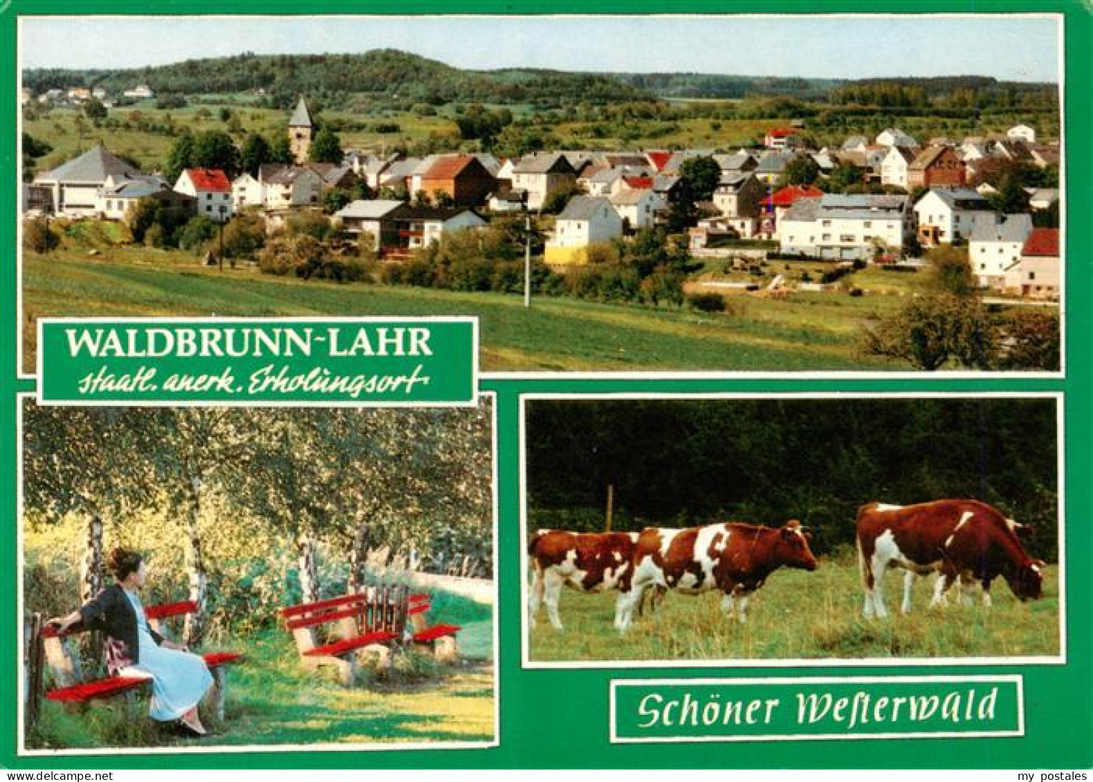Waldbrunn Westerwald Panorama Park Rinderherde