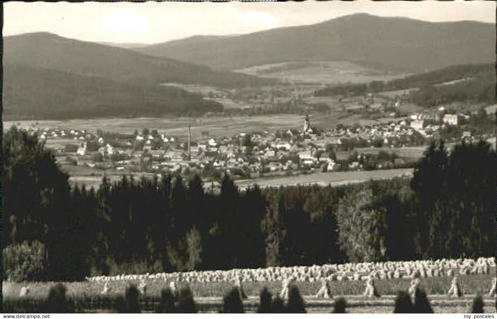 Waldmuenchen Cham Bayern ayer. Wald