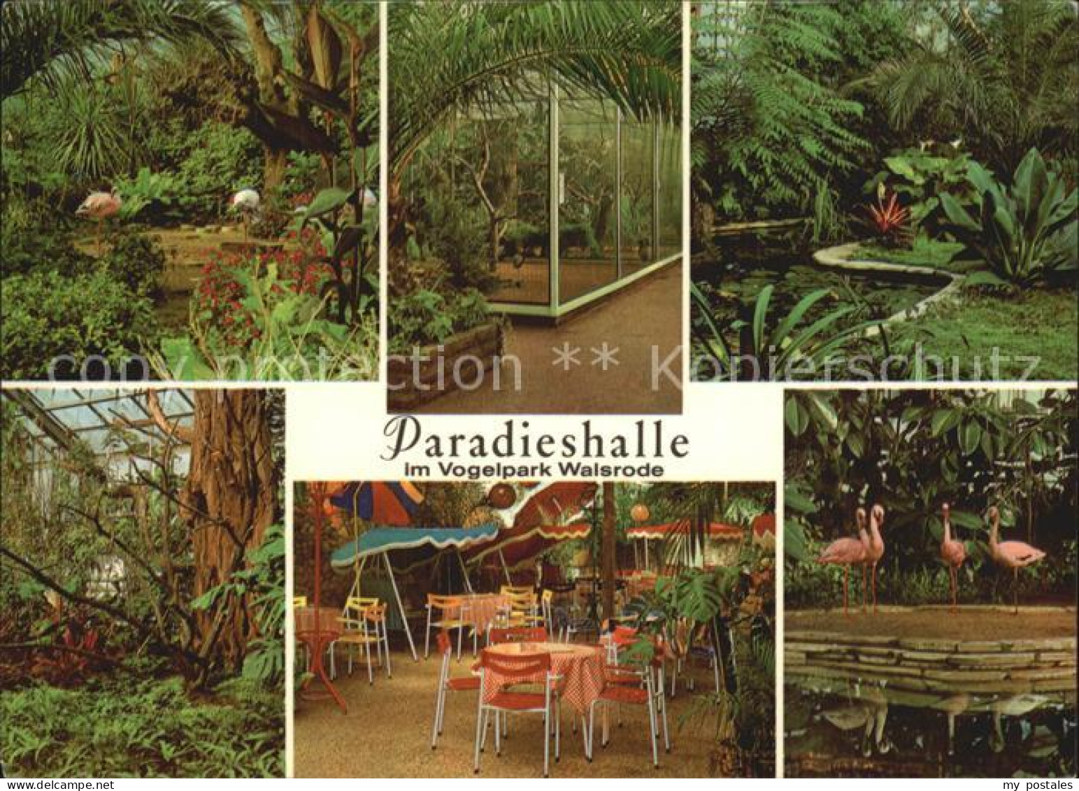 Walsrode Lueneburger Heide Pradieshalle Vogelpark