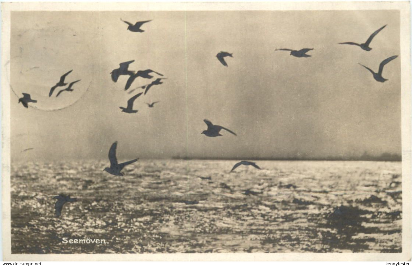 Wangerooge - Seemöwen