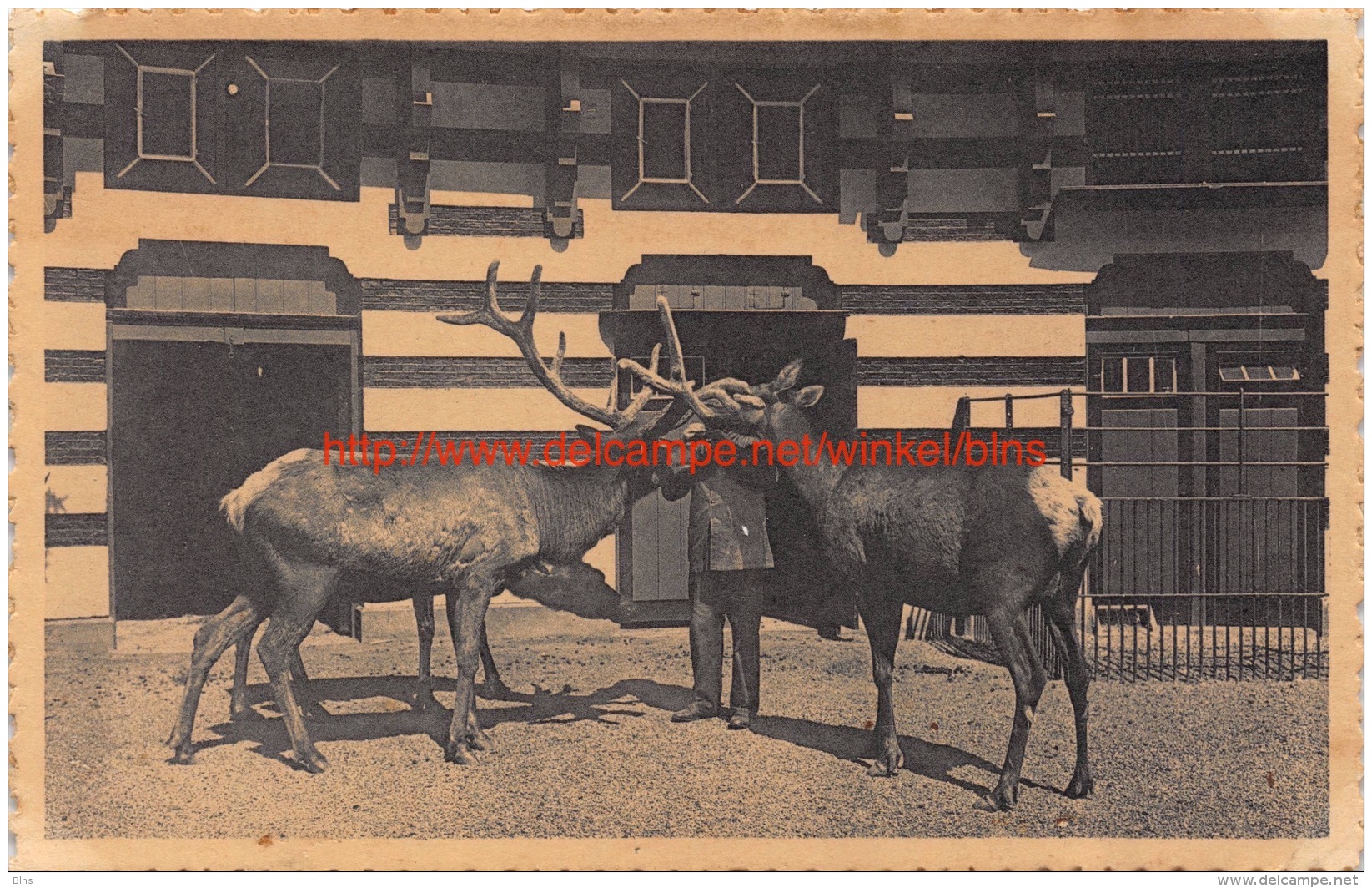 Wapiti herten - dierentuin - Antwerpen