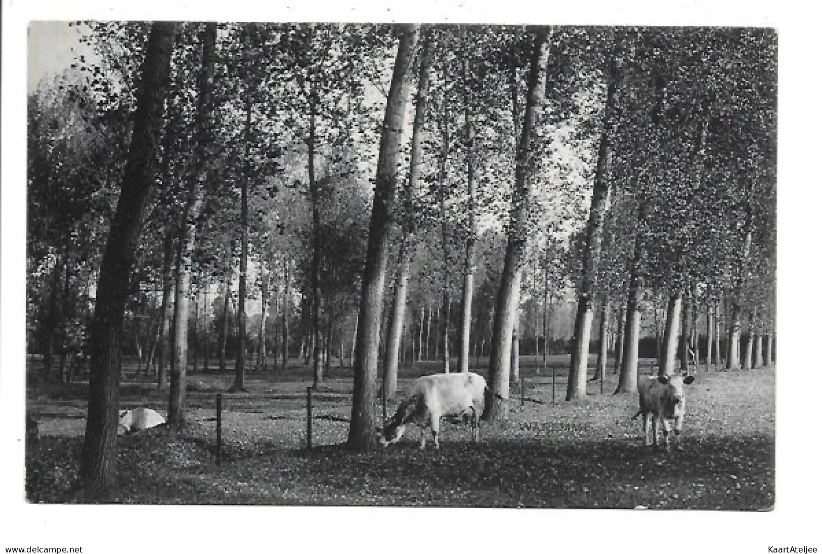 Waremme - Les Prairies du Geer.