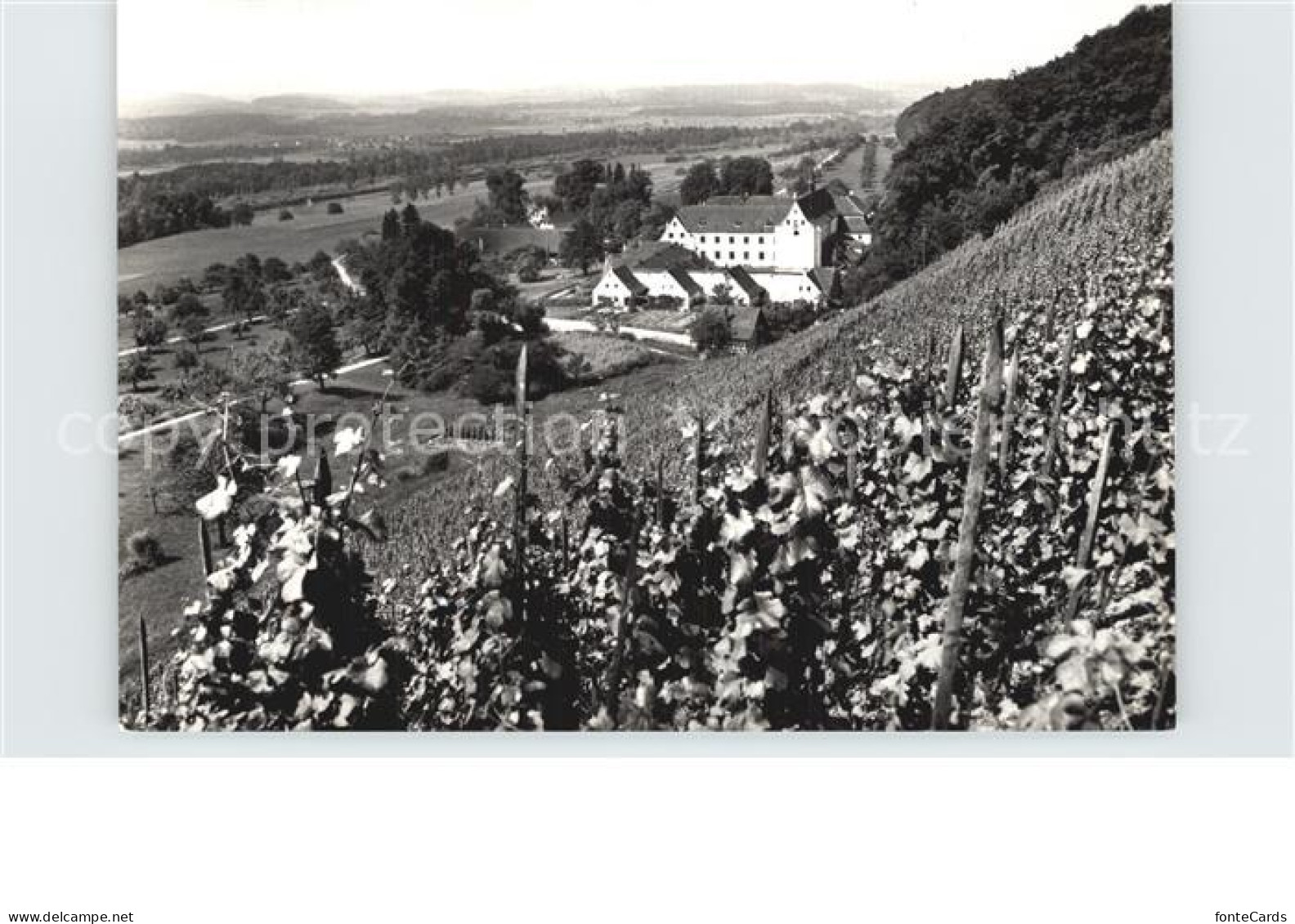 Warth Frauenfeld Blick von den Weinbergen