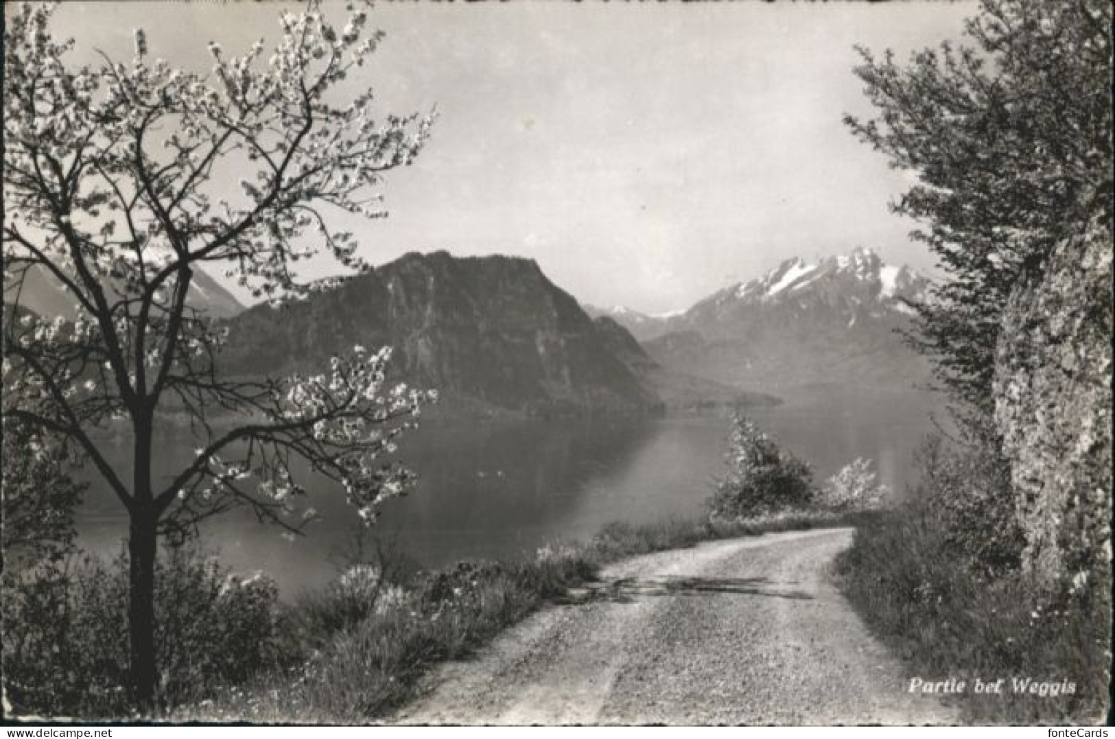 Weggis Vierwaldstaettersee Weggis