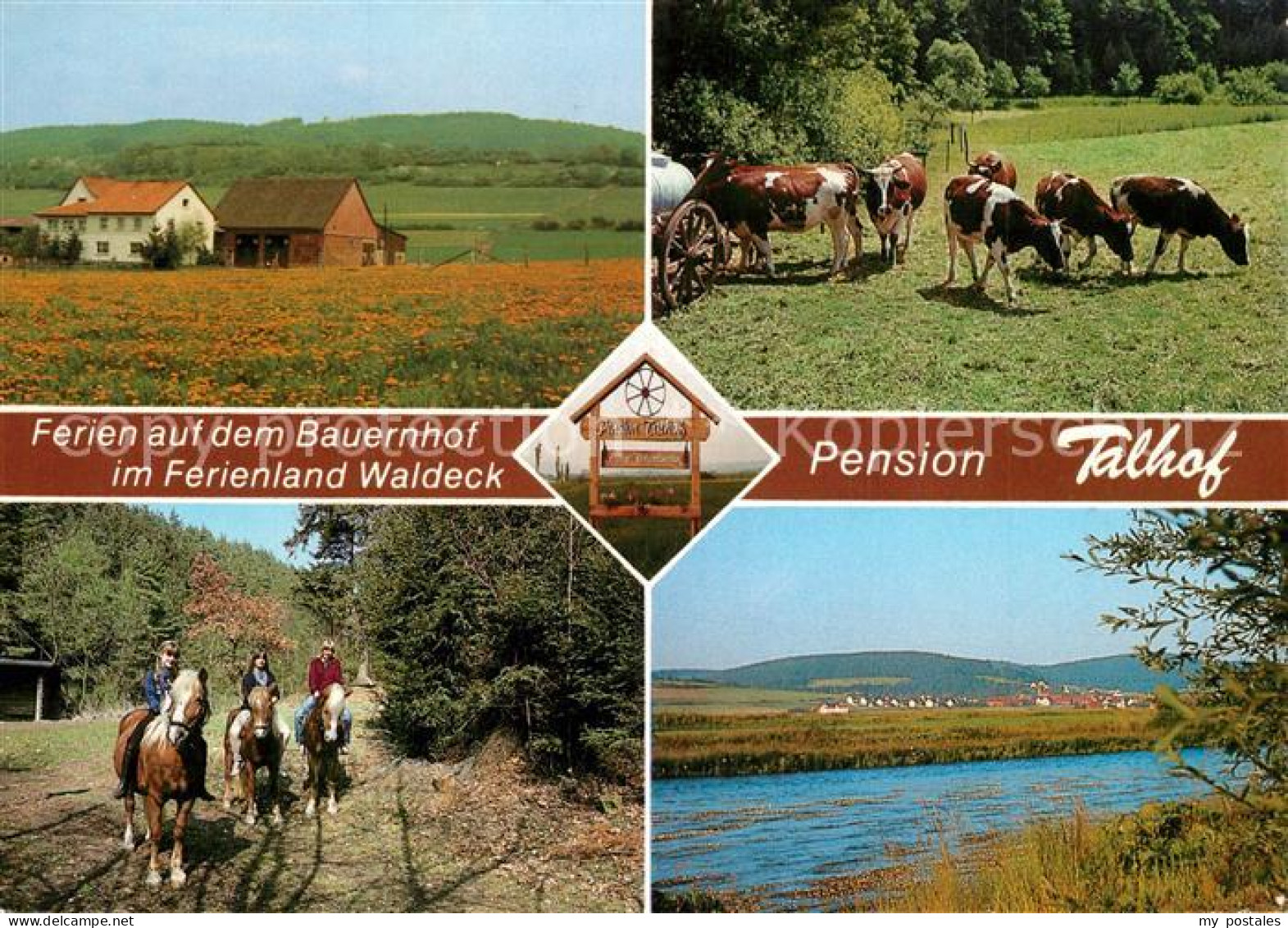 Wellen Waldeck Reiterparadies Talhof Reiterbauernhof Kuehe Partie am Fluss