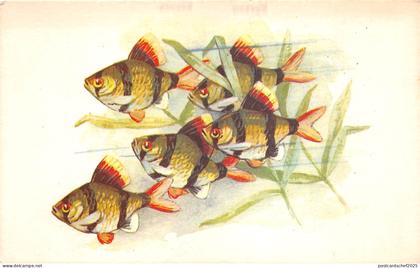 B27603 Poissons Fish  Russia