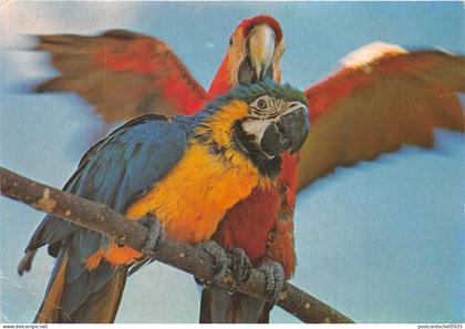 BF36383 guyane francaise french guyane animaux aras bird   front/back scan