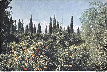 BR40473 Orange Grove Jalalabad  Afghanistan