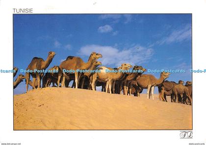 D063215 Tunisie. Camels on the sand dune. Tunisie Lumiere