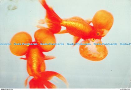 D126582 Red Goldfish with Bubbles Cina Esperanto Eldonejo