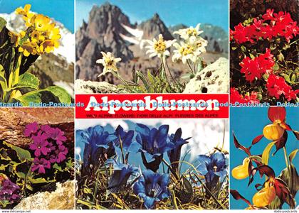 D132718 Alpenblumen Wild Alpine Flowers Primel Hans Huber Multi View
