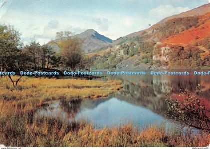 D133174 Beside Llyn Gwynant Gwynedd Dixon