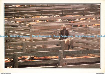 D204934 USA Amarillo Texas Cattle in the Corral MCMXCII Luc Girard