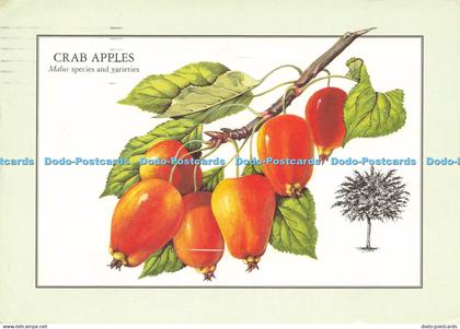 D209168 Crab Apples Reader Digest Association Colin Emberson 1996