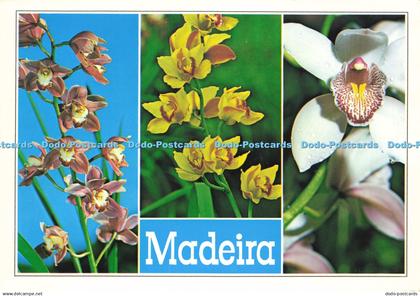 D216850 Madeira Orchids in the Quinta da Boa Vista Hans Huber F Ribeiro Multi Vi