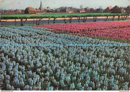 D227990 Flowers N V Weenenk and Snel Baarn