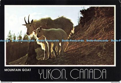 D229105 Yukon Canada Mountain Goat Studio North