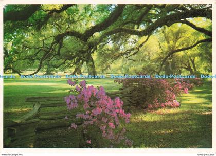 D229146 South Carolina Charleston Magnolia Plantation and Gardens Charleston Pos