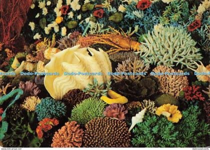 D232847 N Q Great Barrier Reef Shell and Coral Collection Murray Views