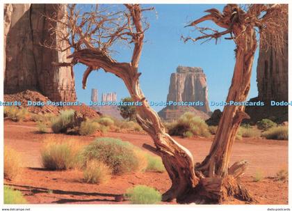 D241658 Monument Valley Navajo Tribal Park Juniper Trees Often Found Throughout