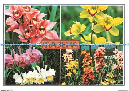 D250964 Madeira Orchids in the Quinta da Boa Vista Fisa Francisco Ribeiro Escudo