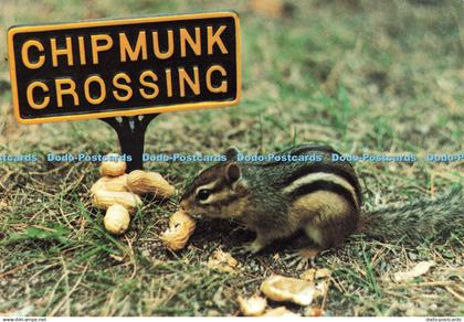 D251220 Greetings from Canada Chipmunk Crossing Dexter Colour Canada