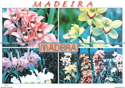 D253556 Madeira Orchids in the Quinta da Boa Vista Francisco Ribeiro Multi View