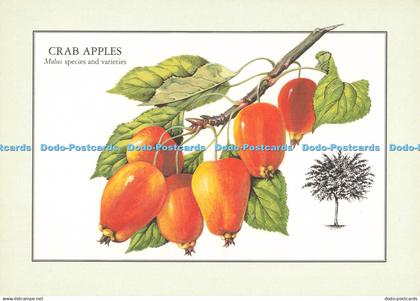 D255356 Crab Apples The Reader Digest Association Colin Emberson