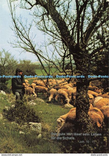 D255649 Sheep Deriaz Baulmes