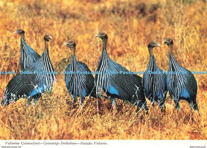 D261199 Vulturine Guinea Fowl John Hinde Ltd