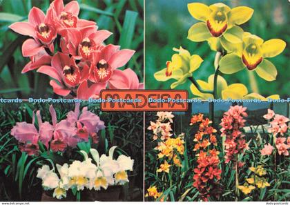 D264939 Madeira Orchids in the Quinta da Boa Vista Francisco Ribeiro Multi View
