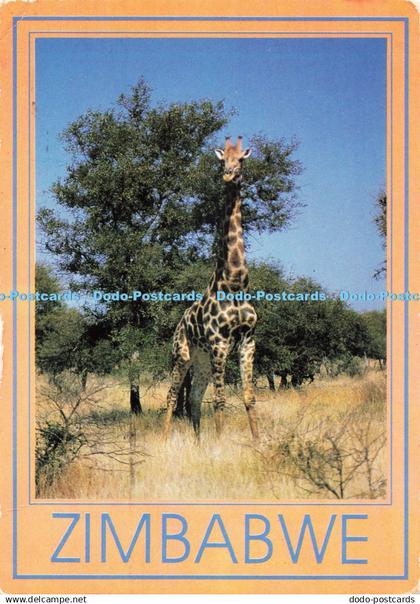 D269775 Zimbabwe Giraffe Photo Safari D Allen 1992