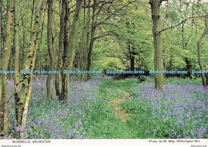 D289744 Arlington. Bluebells. The Arlington Bluebell Walk and Farm Trail Committ