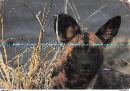D296196 Zambia. Wild Dog. Chris Miller