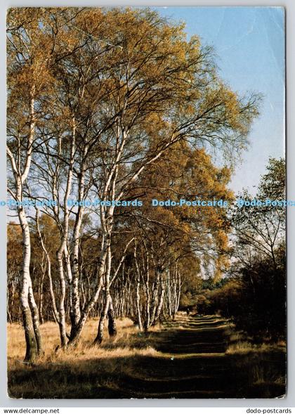 D305089 Sherwood Forest Nottinghamshire Judges