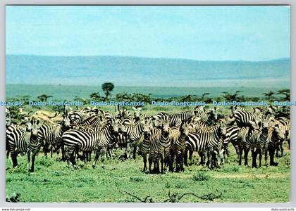 D315517 Wildlife of Kenya. Burchells Zembras. Dino Sassi. Kensta. Kenya Statione