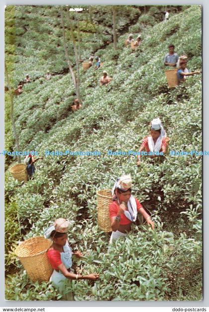 D330409 Tea plucking at a Sylhet tea garden. Adcom. Padma Printers. Bangladesh P