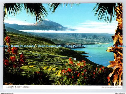 D337863 Tenerife. Canary Islands. John Hinde. Padane. Perez Zamora. E. Ludwig