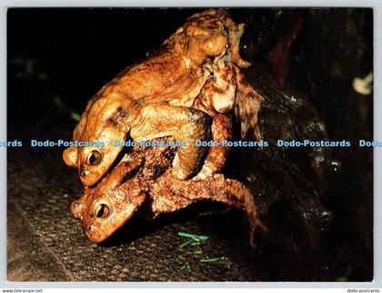 L346557 Are You Sure You re a Prince Frogs George McCarthy Athena International