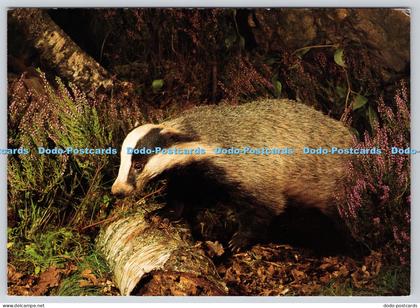 L355717 Badger WWF Wereld Natuur Fonds
